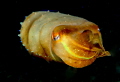   Beautiful yellow cuttlefish night dive. dive  